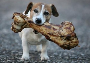 cachorro-levando-um-osso-grande_1